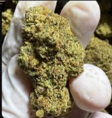 Purple Haaze